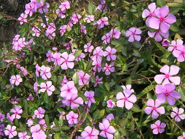 長(zhǎng)春花